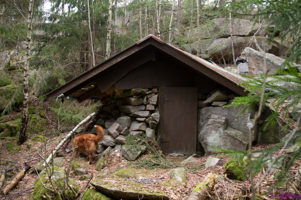 Tømmerkoia i gressvikmarka