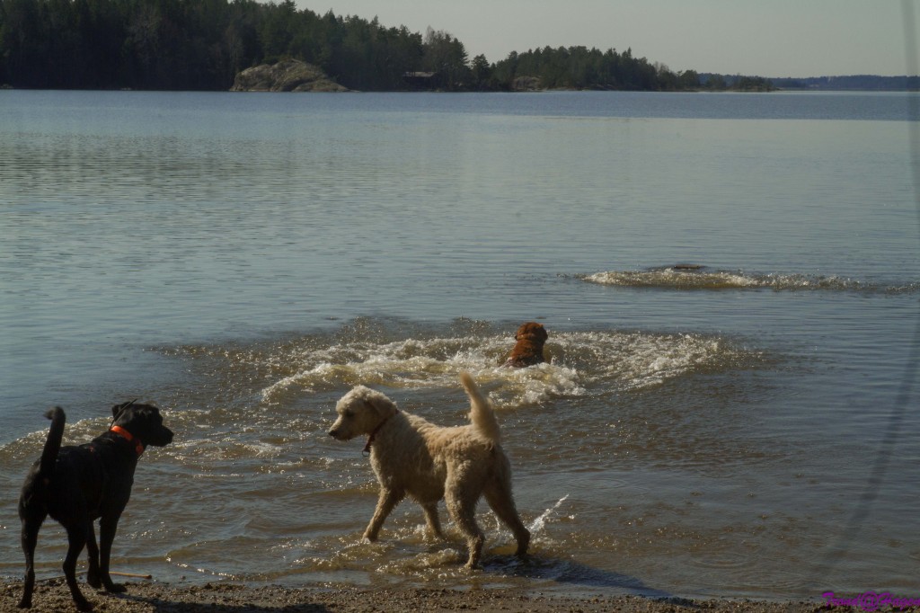 Hundene i full fart, og selfølgelig er Frøya i vannet