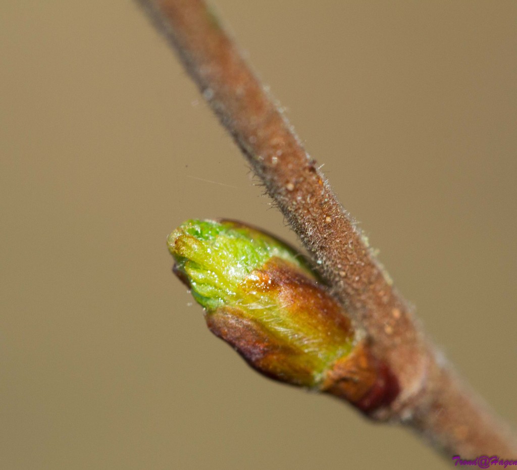 Knopene våkner