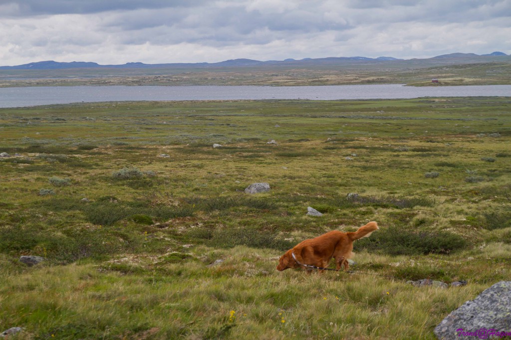 Frøya på lemmenjakt