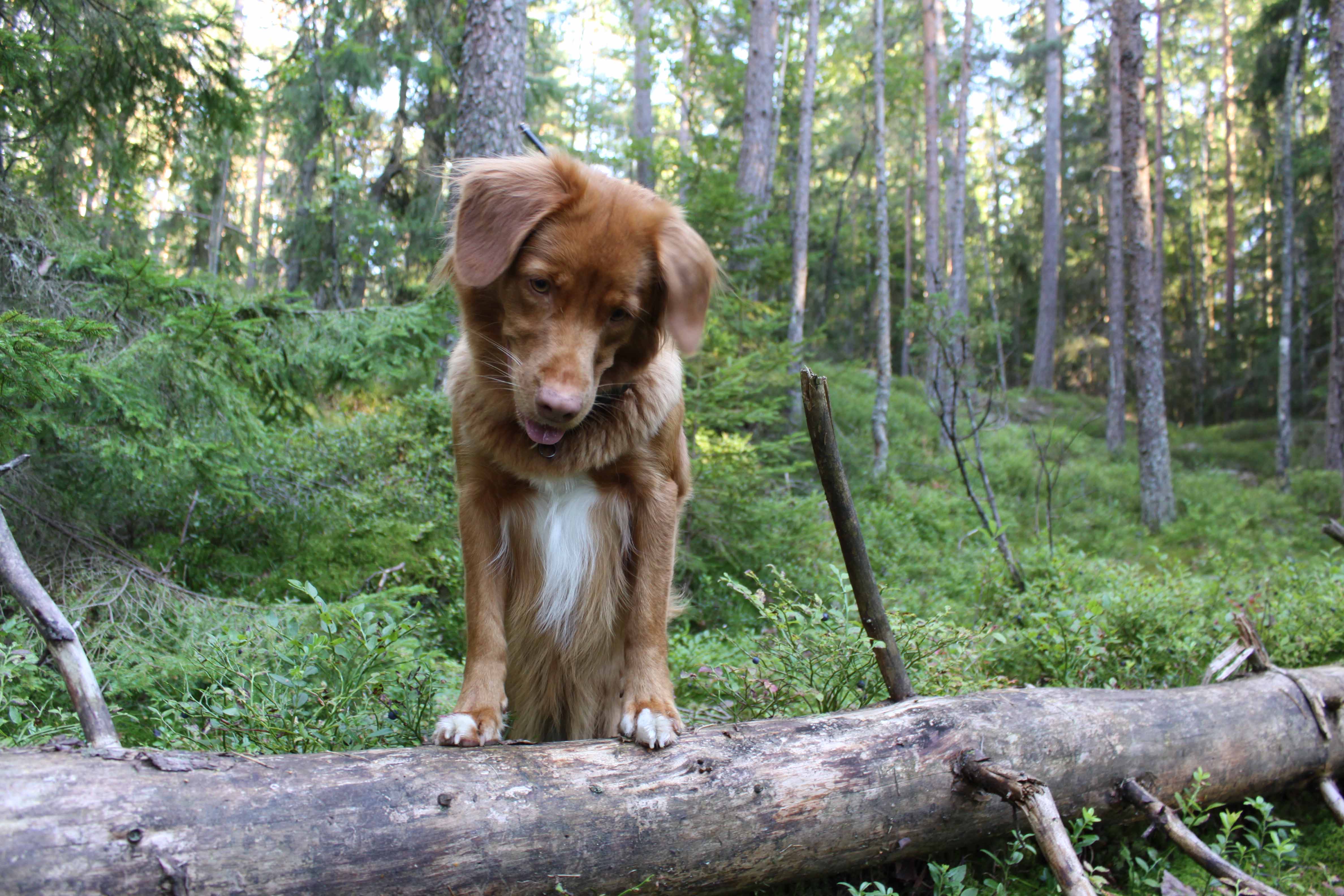 Herlige Frøya