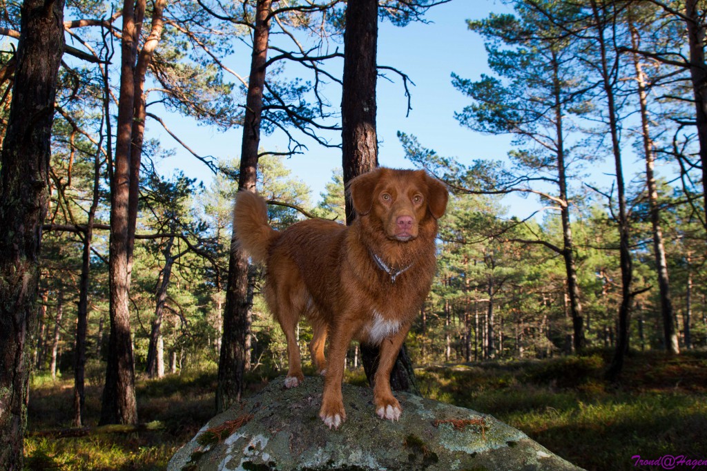 Frøya i skogen