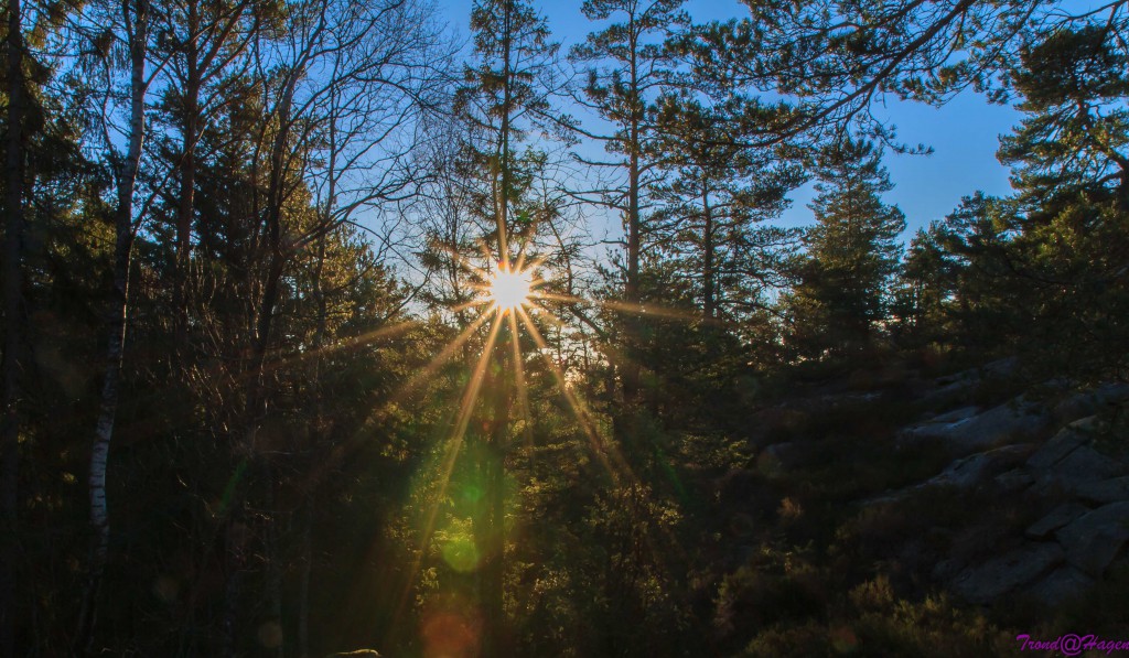 Vintersol i skogen