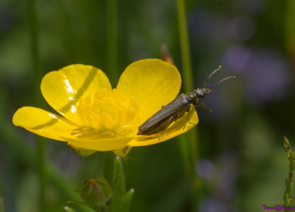 smørblomst og innsekt