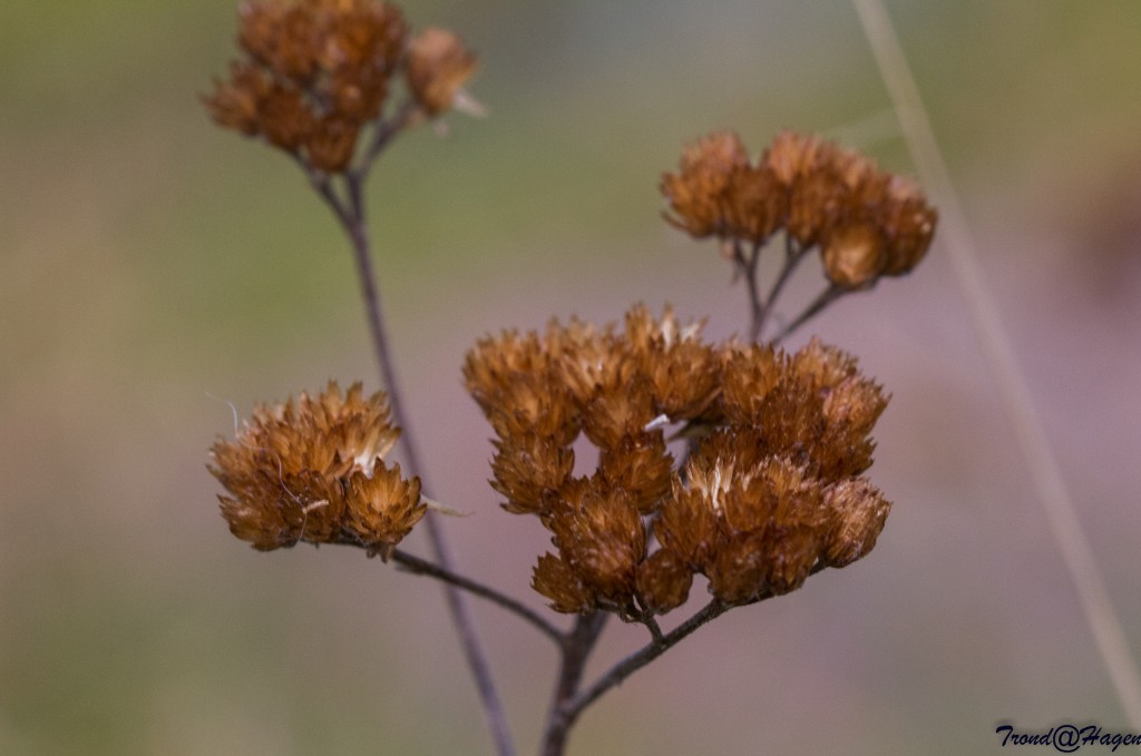 Strandblomst