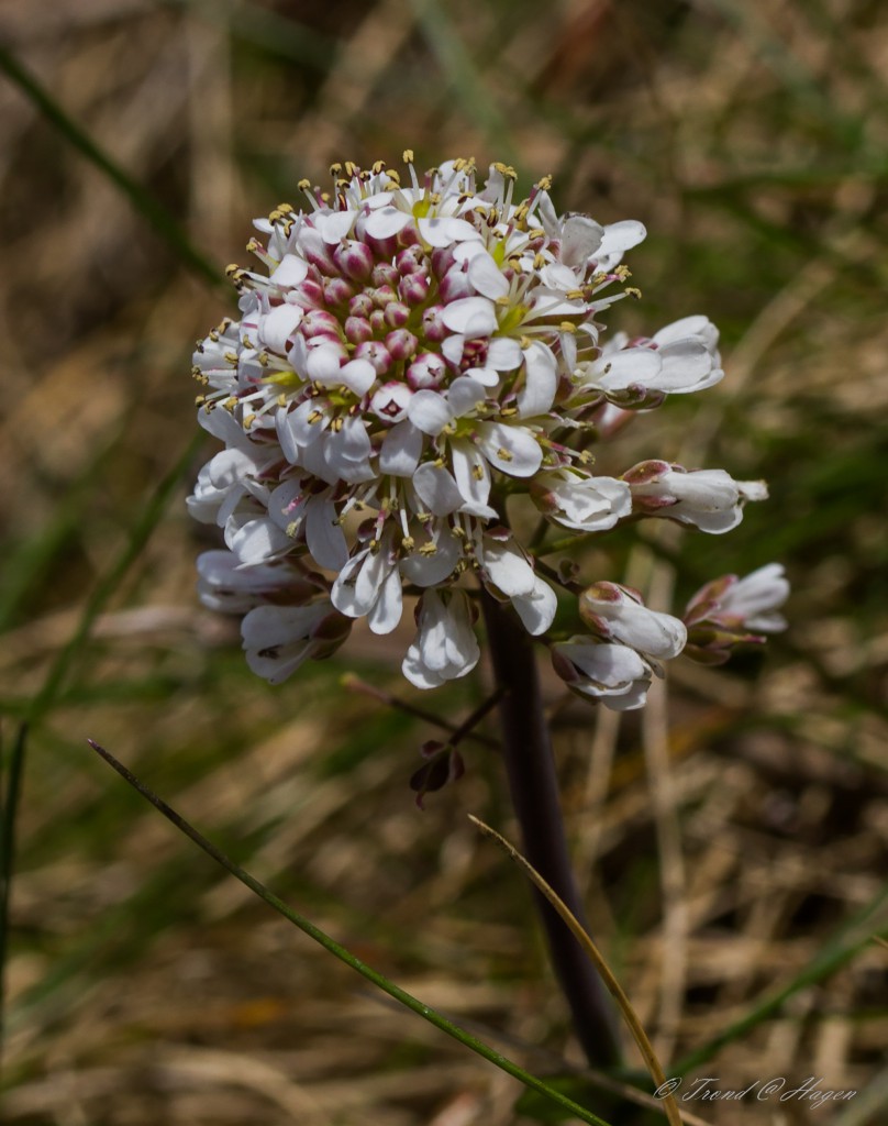 Grøfteblomst