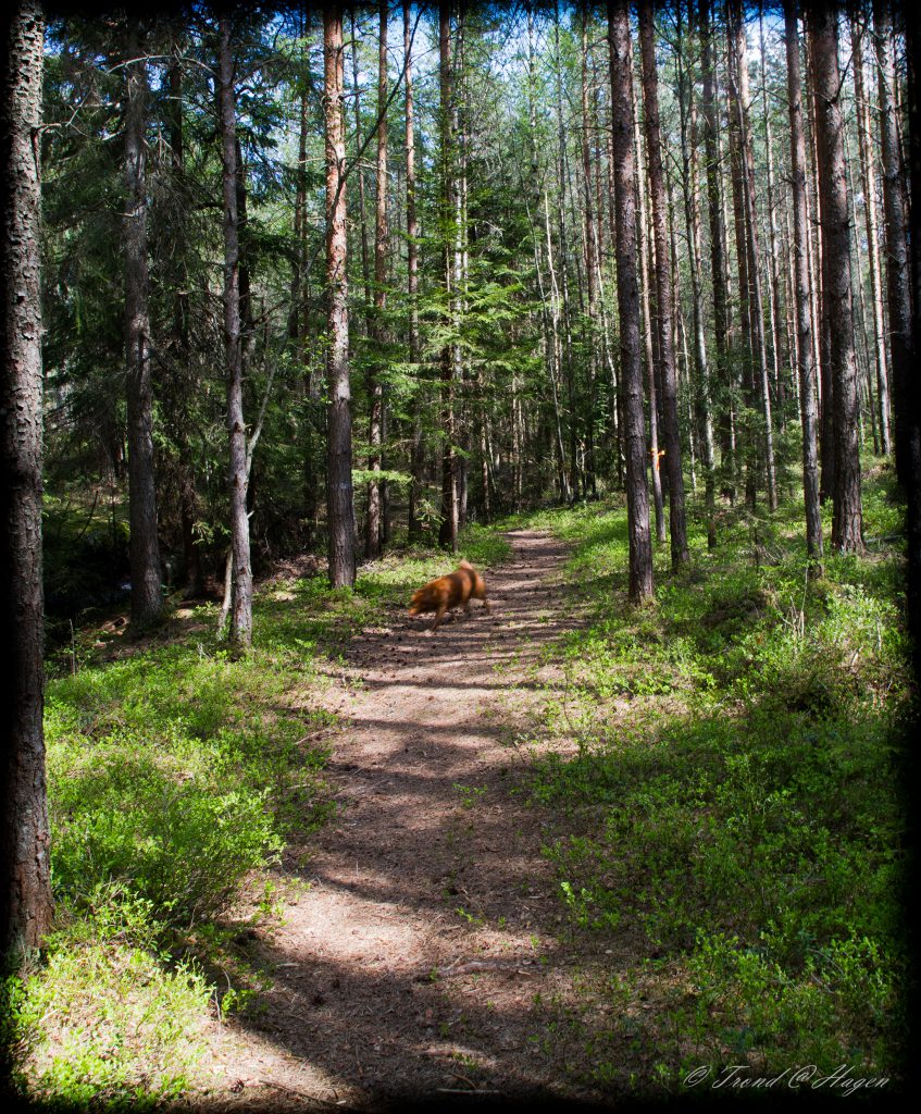 Åpen skog