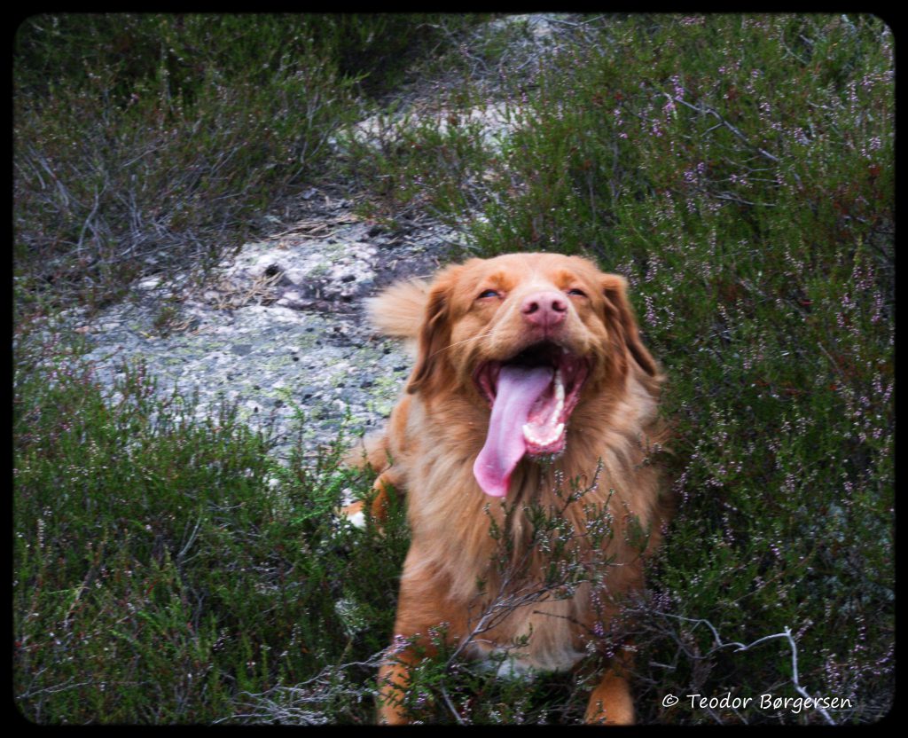 Frøya elsker og være på tur. Foto Teodor