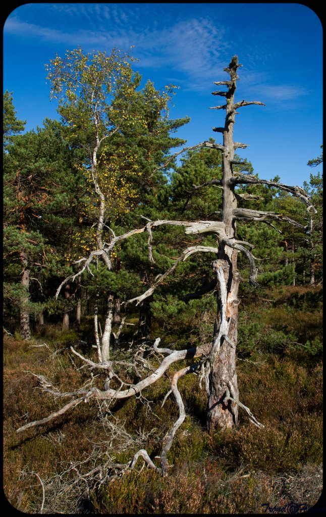 Overlevde ikke brannen